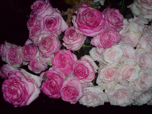 Mawar Pink Bertotol yang Indah, Dua Tangkai 5000