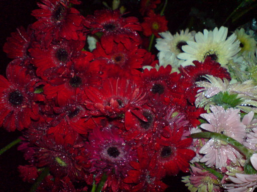 Flowers in the Holy Night