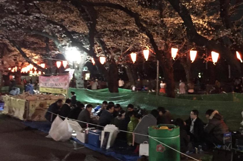 Nomikai sambil Hanami (Ueno Park)